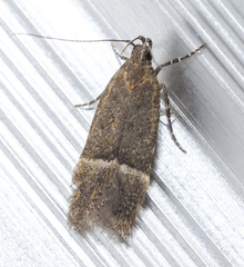 Eudactylota iobapta