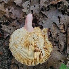 Russula mariae