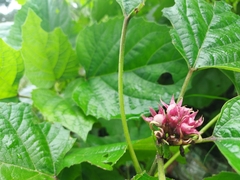 Clerodendrum chinense