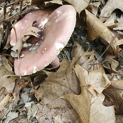 Russula mariae