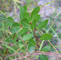 Lyonia mariana