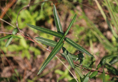 Thyrsanthella difformis