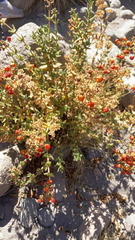 Calceolaria pisacomensis
