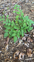 Koelreuteria paniculata