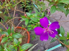 Pleroma semidecandrum