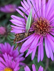 Oecanthus pini