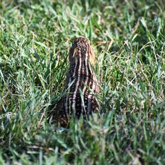 Ictidomys tridecemlineatus