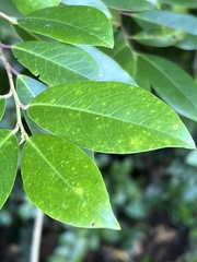 Maclura cochinchinensis