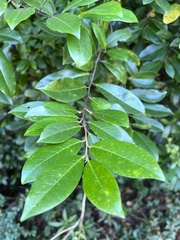 Maclura cochinchinensis