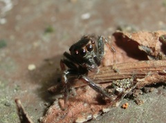 Ptocasius strupifer