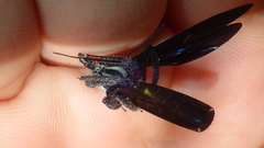 Aristathlus iopterus