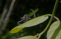 Aristathlus iopterus