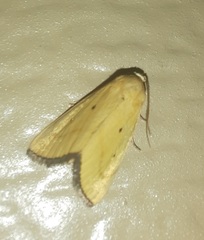 Marimatha nigrofimbria