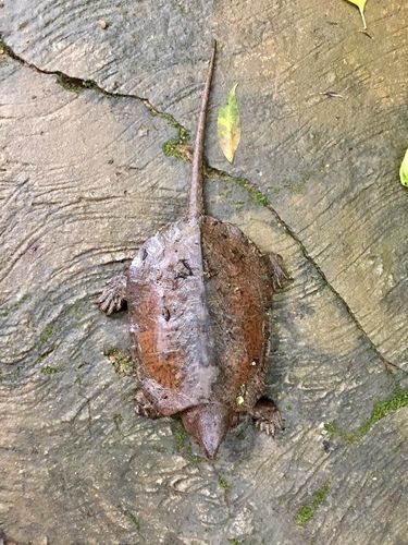 Platysternon peguense