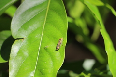 Cicadellidae