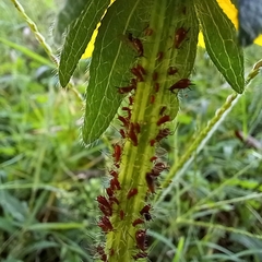 Uroleucon nigrotuberculatum