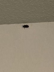 Periplaneta fuliginosa