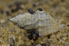 Nucella lamellosa