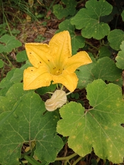 Cucurbita