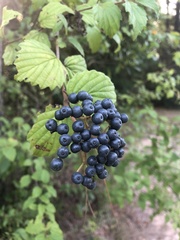 Viburnum dentatum