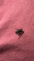 Oestroidea