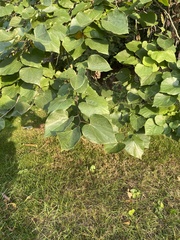 Cercis canadensis