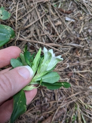 Gentiana villosa