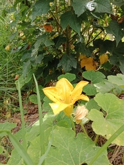Cucurbita