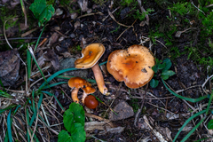 Gliophorus psittacinus