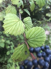 Viburnum dentatum