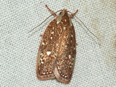 Euchaetis metallota