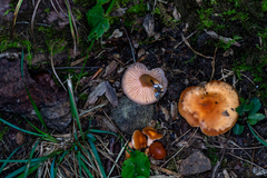 Gliophorus psittacinus