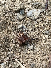 Metepeira labyrinthea