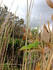 Anolis heterodermus