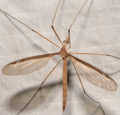 Tipula sayi