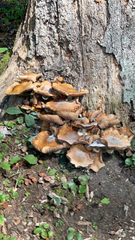 Armillaria mellea