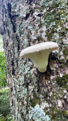 Pleurotus dryinus