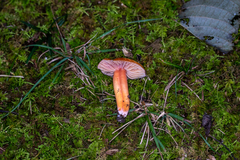 Gliophorus psittacinus