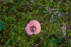 Gliophorus psittacinus