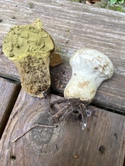 Lycoperdon excipuliforme