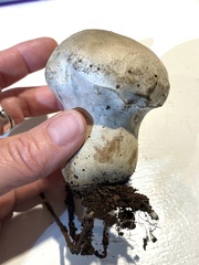 Lycoperdon excipuliforme