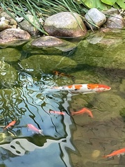 Cyprinus rubrofuscus