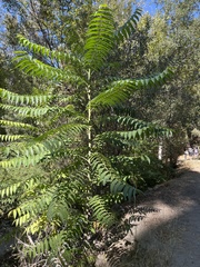 Ailanthus