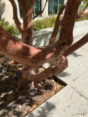 Arbutus × andrachnoides