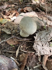 Lycoperdon excipuliforme