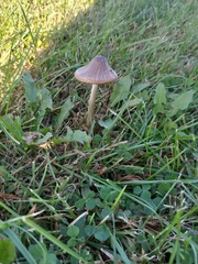 Stropharia coronilla