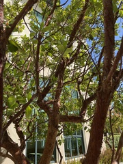 Arbutus × andrachnoides