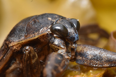 Lethocerus americanus