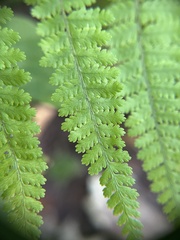Dennstaedtia punctilobula
