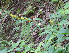 Solidago curtisii